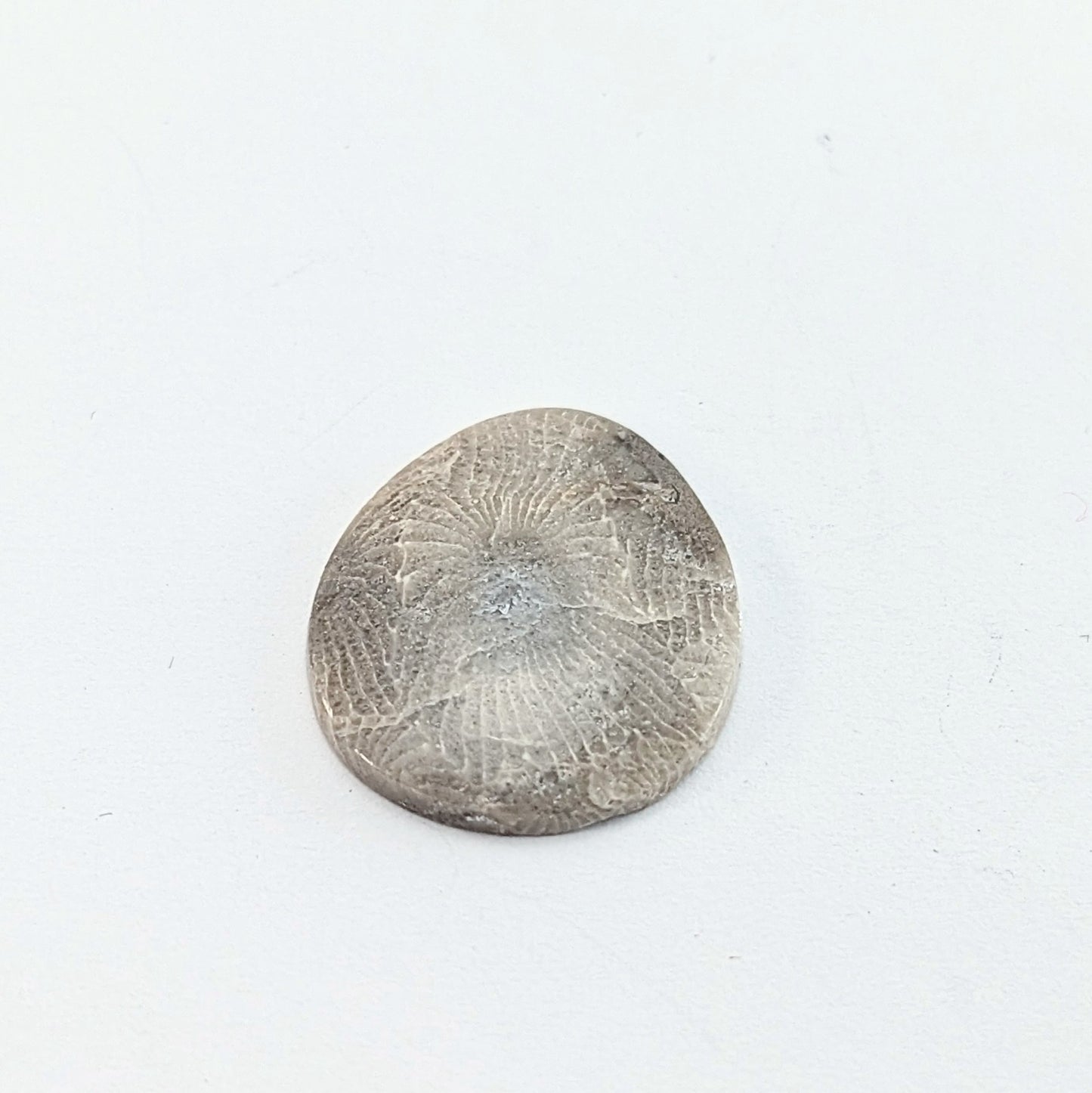 Petoskey Stone Freeform Cabochon #2