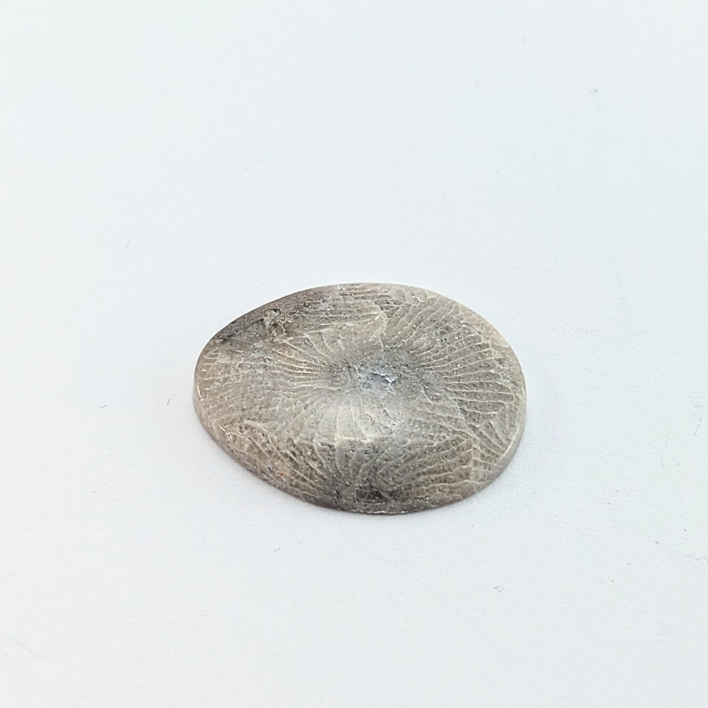 Petoskey Stone Freeform Cabochon #2