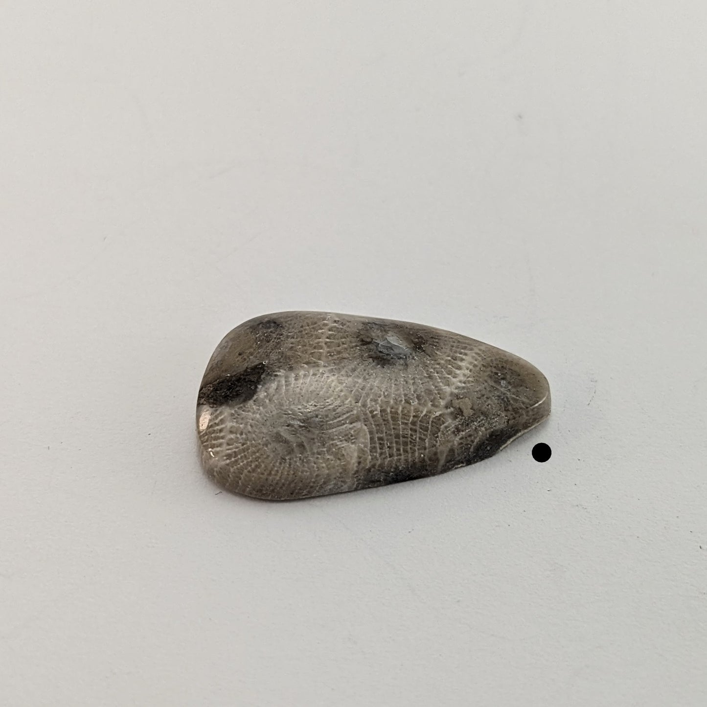 Petoskey Stone Freeform Cabochon #6