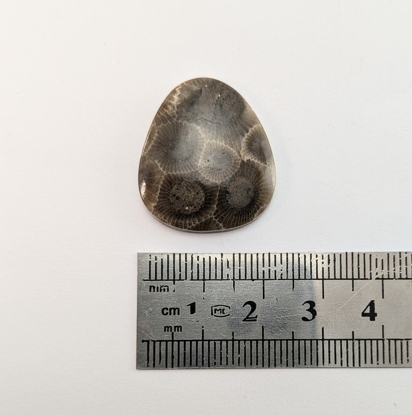 Petoskey Stone Freeform Cabochon #5