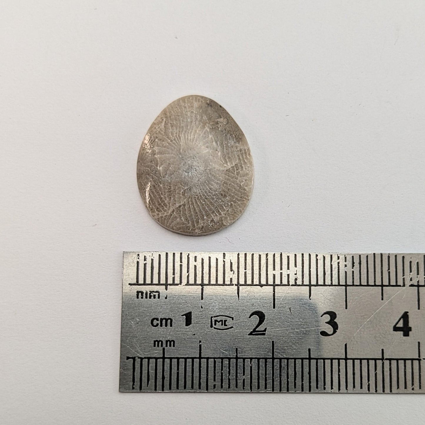 Petoskey Stone Freeform Cabochon #2
