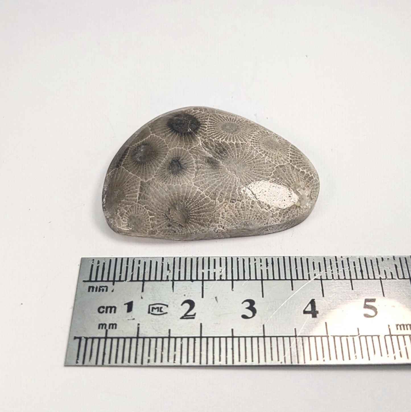 Petoskey Stone Freeform Cabochon #7