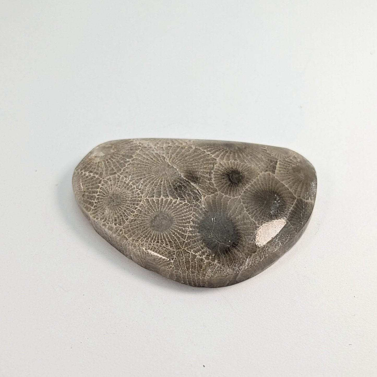 Petoskey Stone Freeform Cabochon #7